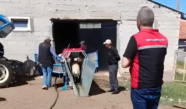 Yozgat'ta Kene Alarmı! Sarıkaya'da Hayvanlar İçin Seferberlik Başlatıldı