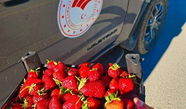 Yozgat'ta KOP Projesi Meyvelerini Veriyor: Çilekler Toplanıyor