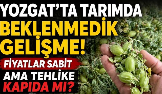 Yozgat'ta Tarımda Beklenmedik Gelişme! Fiyatlar Sabit Ama Tehlike Kapıda mı?