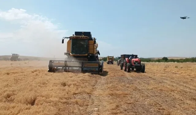 Türkiye'de tonlarca üretiliyor! Kıraç arazide hasat zamanı
