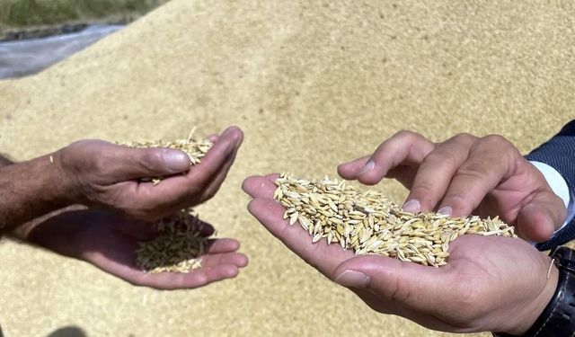 Çekerek'te TMO Hububat Randevuları Bugün Açılıyor