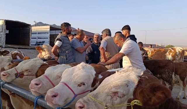 Hayvan Fiyatları Düşüşte! Yozgatlı Besiciler: "Şimdi Alan Kazanacak"