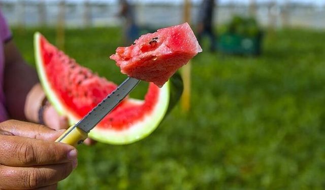 Karpuz tüketiminde gizli tehlike: Küflü kısmı kesip yemek sağlığı tehdit ediyor