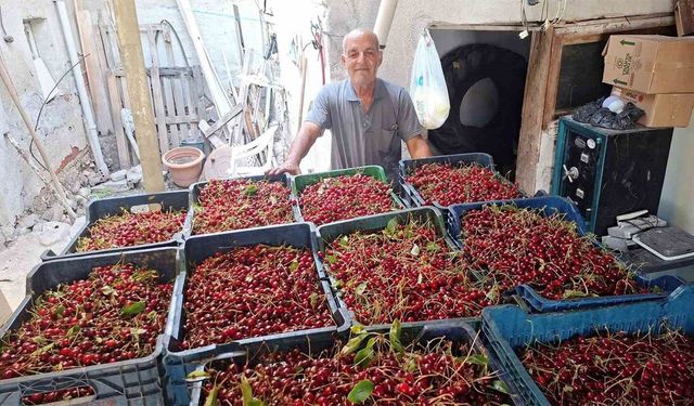 Hasat başladı ama üretici toplamayacak! Kilosu 40 TL, işçi yevmiyesini bile karşılamıyor
