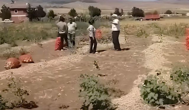 Yozgat Kazankaya’da Soğan Tarlada Kaldı: Çürümeye Bırakıldı