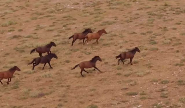 Yozgat'ın Zirvesinde Özgürlüğün Tablosu! Görenler Hayran Kaldı