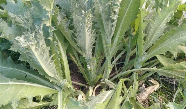 Yozgat'ta Yetişen Kangal Bitkisi Nedir, Faydaları Nelerdir?