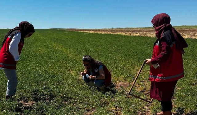 Yozgat'ta Hasat Öncesi Yoğun Mesai! Ekili Alanlarda Verim Analizi Başladı