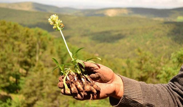 Yozgat'ın Tescilli Lezzeti Bozok Üniversitesinde Anlatılacak