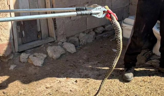 Yozgat’ta Yumurta Hırsızı Suçüstü Yakalandı!