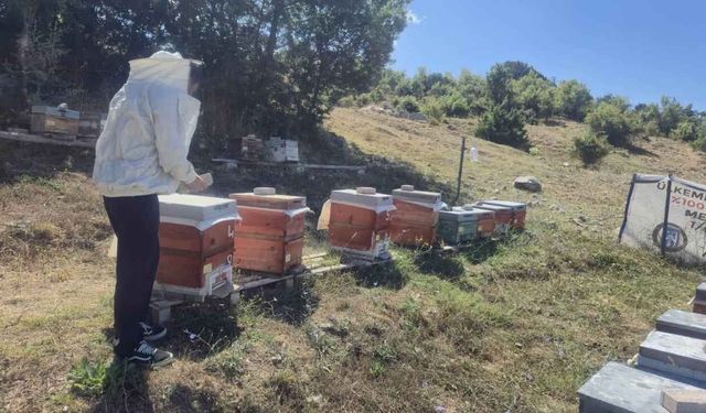 Yozgat'ta Arıcılara Saha Desteği: Arılı Kovan Tespiti Başladı!
