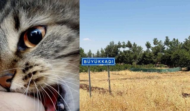 Diyarbakır Kuduz Kedi Olayı Nedir? Kediden İnsana Kuduz Geçer mi?