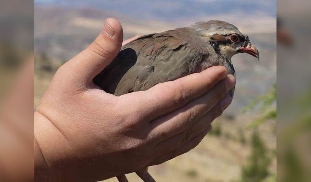 Kırıkkale'de 400 kınalı keklik doğaya salındı: 23 yılda toplam 21 bin 25'e ulaşıldı