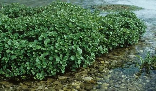 ABD'li uzmanlar 100 puan verdi! Dünyanın en sağlıklı bitkisi açıklandı