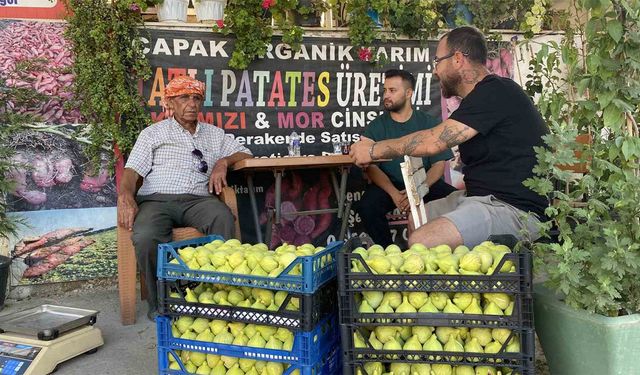 Tarladan 150 liraya çıkıyor, pazarda 350 lira: Günde 20 ton toplanıyor