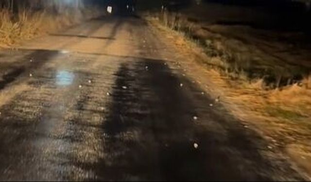 Yozgat Sarıkaya’da Sağanak Sonrası İlginç Manzara: Kurbağalar Yollara Akın Etti!