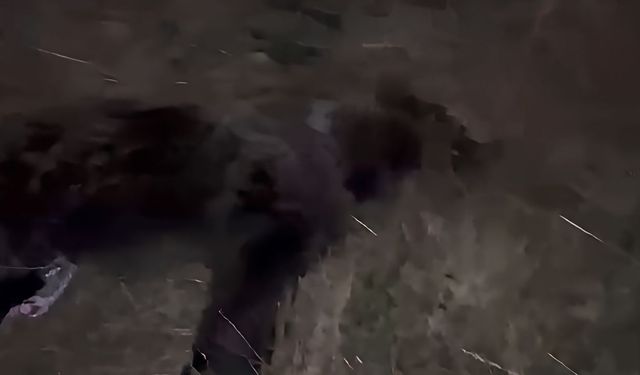 Saraykent’te Korkutan Kaza: Araca Ayı Çarptı