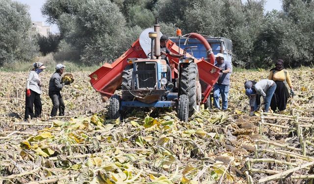 Yozgat Yerköy'de Çerezlik Ayçiçeği Hasadı Başladı