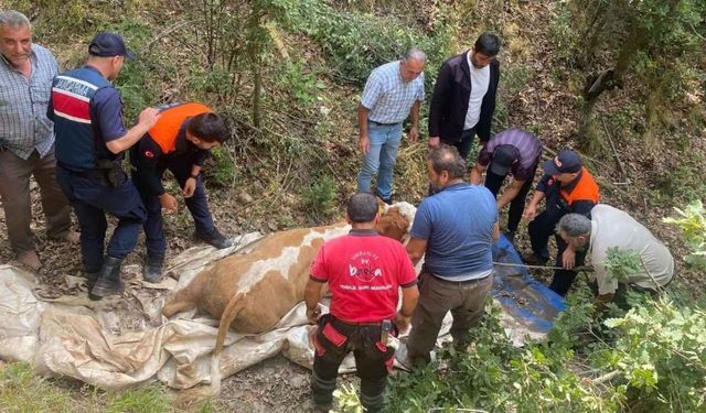 Yozgat'ta Dere Yatağına Düşen Büyükbaş Hayvan Kurtarıldı