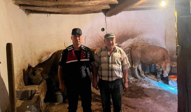 Yozgat'ta Kaybolan Büyükbaş Hayvanlar Jandarma Tarafından Bulundu