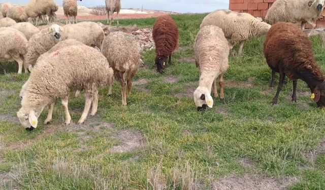 Yozgat’ta Koyun Yetiştiriciliği İçin Kritik Süreç