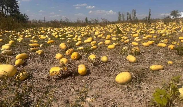 Boğazlıyan’da Dev Kabak Hasadı Başladı!