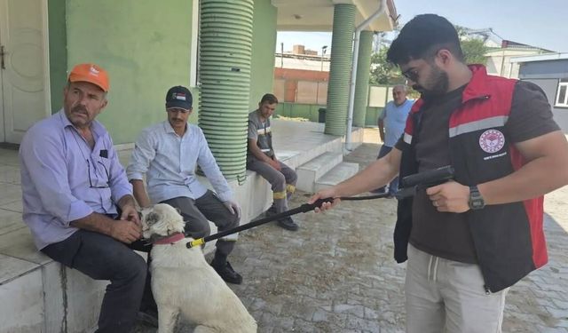 Yerköy’de Çipsiz Hayvanlara Denetim! Sahiplerine Önemli Uyarı