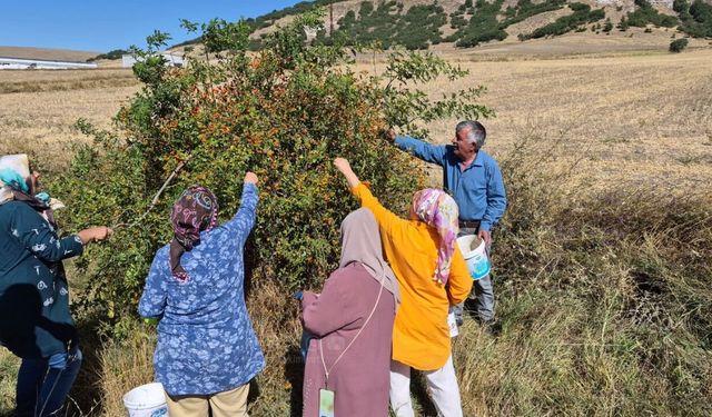 Yozgatlıların Kış Kalkanı: Yabani Kuşburnu