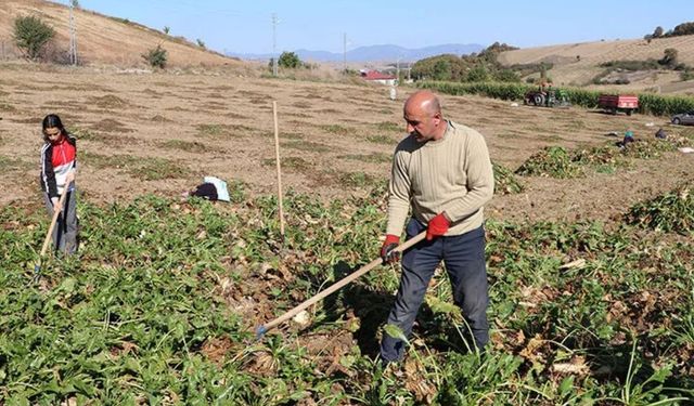 Yozgat’ta Pancar Sezonu Başladı: Çiftçiye Lojistik Destek