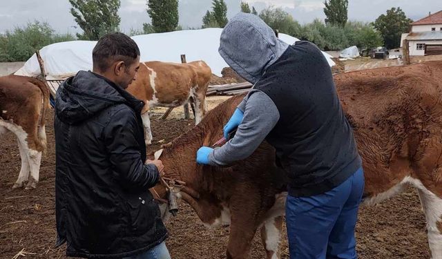 Yozgat’ta Şap Aşılama Kampanyası Hız Kesmeden Devam Ediyor