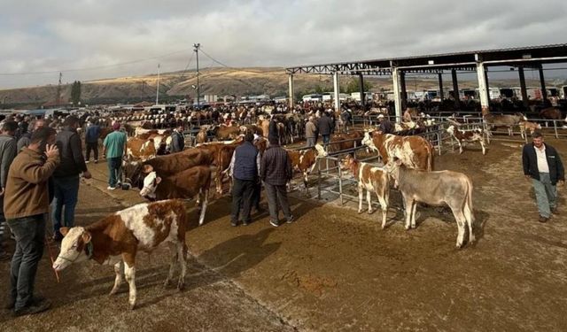Boğazlıyan Hayvan Pazarı Yeniden Açılıyor