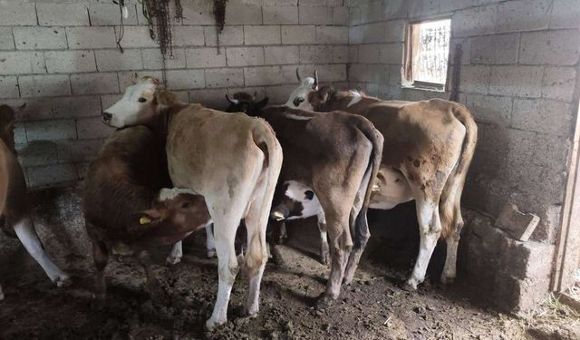 Yozgat Kadışehri’nde Şap Aşılama Kampanyası Başladı! Büyükbaş Hayvanlar Aşılanıyor