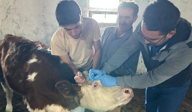 Kadışehri’nde Yeni Doğan Buzağılar ve Gebe İnekler Güvence Altında!