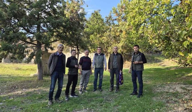 Yozgat Çekerek'te Anıt Karadut Ağaçları Koruma Altına Alınıyor