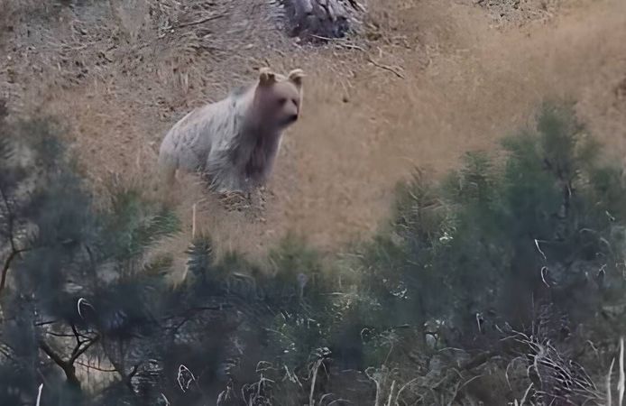 Vahşi Doğa Yozgat'ta Canlandı: Görüntüler Ürküttü