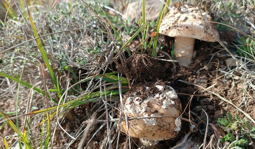 Bozkır’da mantar bolluğu