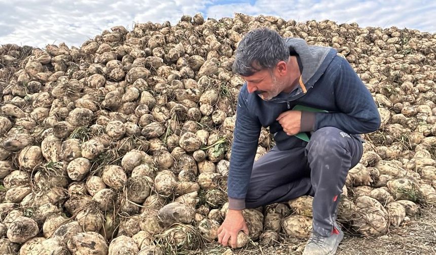 Pancar üretiminde randevu tepkisi