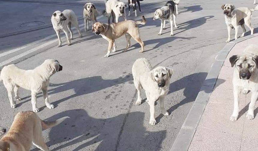 ‘Sokakta başıboş hayvan  bulunması kabul edilemez’