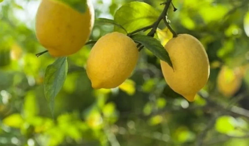 Kasım'da fiyat farkı 'limon' sıktı!