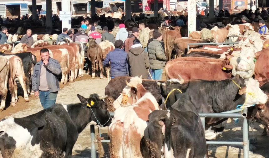 ‘Tarım cebimde’ ile 3 adımda kurbanlık sorgulama