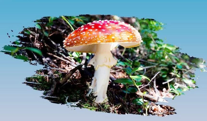 Zehirli mantar uyarısı!