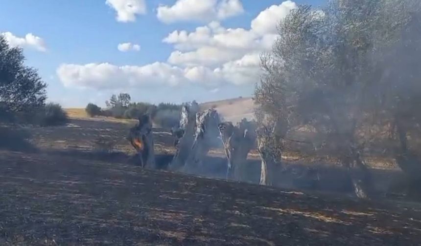 Yozgat Valiliği'nden Kritik Yangın Uyarısı: "Bir Kıvılcım Bir Ormanı Yok Edebilir!"