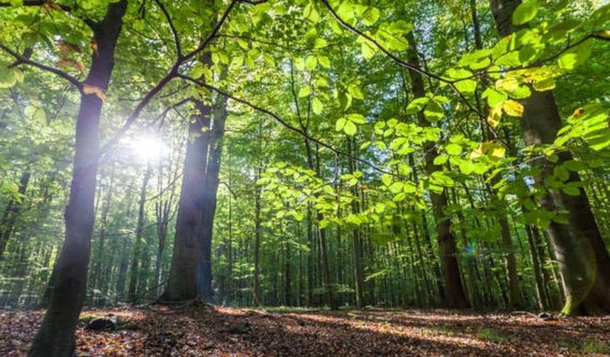 Yozgat'ta En Kolay Yetişen Bitki Hangisi? İşte Doğanın İkramı