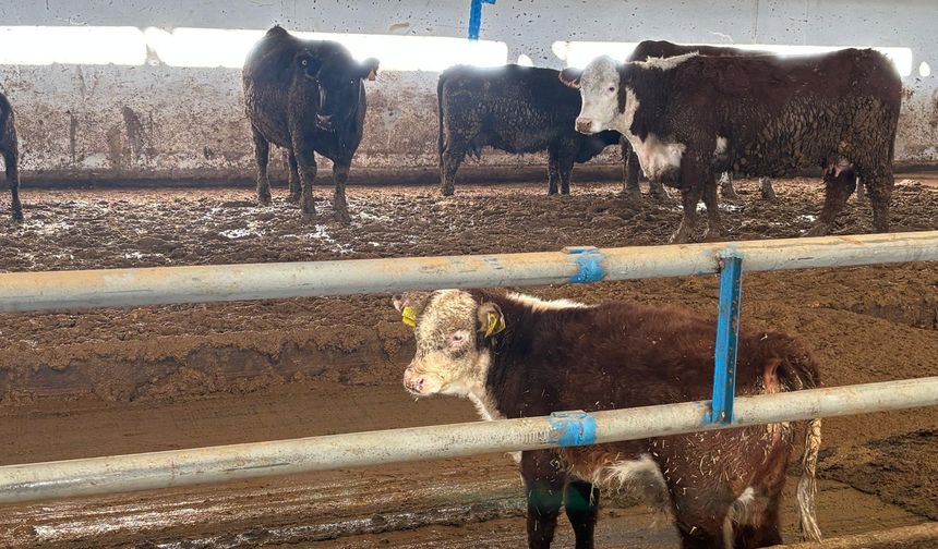 Yozgat’ta modern damızlık etçi ırk işletmesine ziyaret