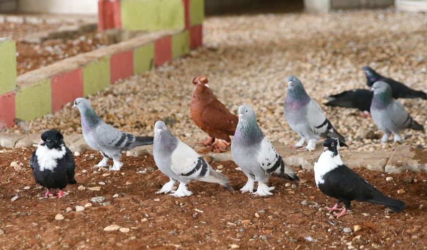 Yozgat’ta Evine Hacze Gidilen Vatandaşın Güvercinlerine El Konuldu