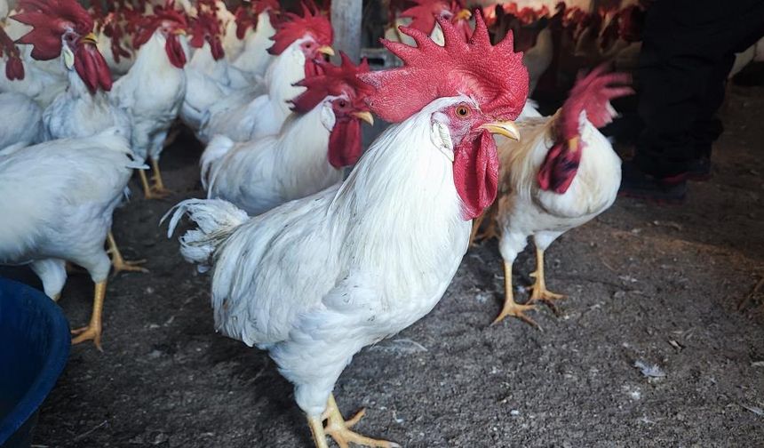 Evde başlayan merak büyük bir üretime dönüştü: Etlik horoz çiftliği 3 yılda gelişti