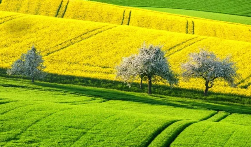Yozgat'ta İki Arsa Birden İcralık Oldu: Mahkeme Fırsat Gibi Fiyatı Açıkladı