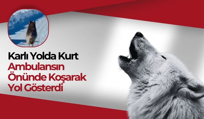 Karlı Yolda Kurt, Ambulansın Önünde Koşarak Yol Gösterdi