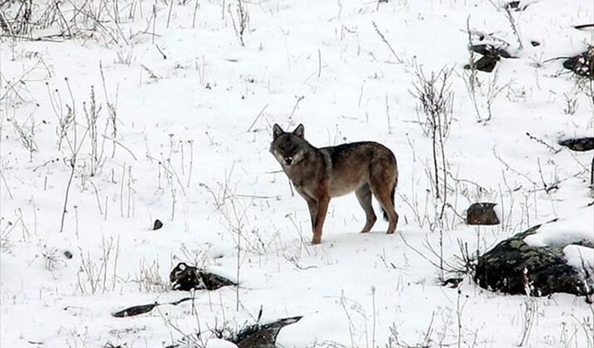 Aman Dikkat! Yozgat'ta Kurt Tehlikesi!