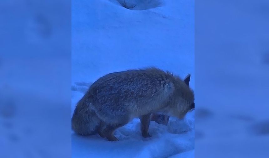 Yozgat Valiliği’nde Renkli Anlar: Davetsiz Misafir Kamerada
